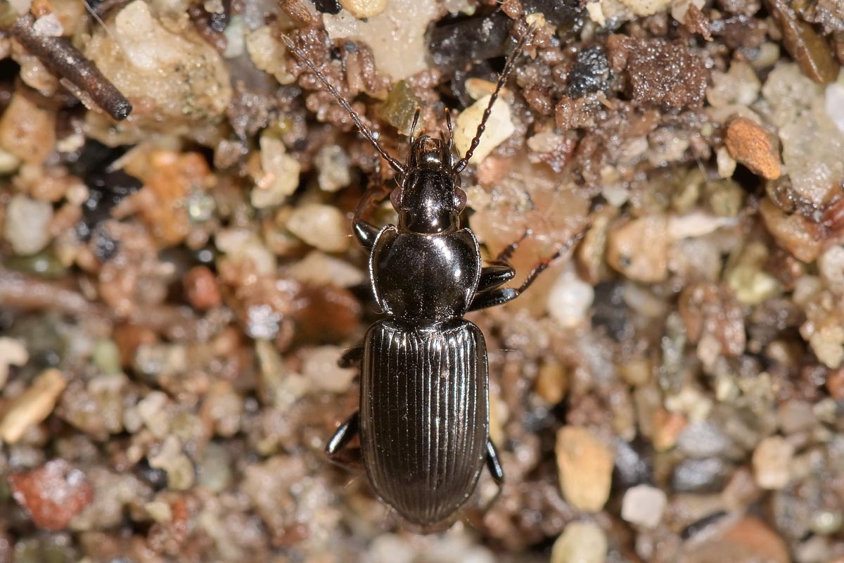 Carabidae: Pterostichus cfr. nigrita